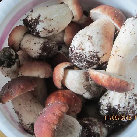 Jarzebinka ホームステイ ビエレ