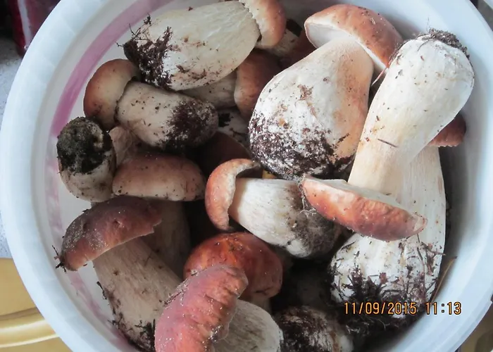 Jarzebinka Séjour chez l'habitant Wiele